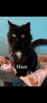 Ham -  Domestic Medium Hair Cat for Adoption in Springdale, Pennsylvania - Ham | PetCurious