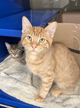 Domestic Short Hair Cats Available for Adoption in Bolton, Ontario - Colin | PetCurious