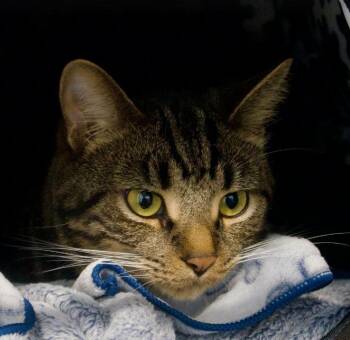 Rocco -  Domestic Short Hair Cat for Adoption in Toronto, Ontario - Rocco | PetCurious