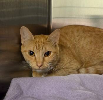 Taffy -  Domestic Short Hair Cat for Adoption in Ocala, Florida - Taffy | PetCurious