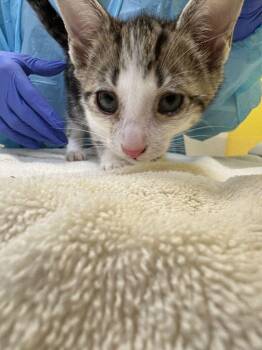 Earth -  Domestic Short Hair Cat for Adoption in Raleigh, North Carolina - Earth | PetCurious