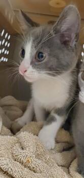 Link -  Domestic Short Hair Cat for Adoption in Bloomington, Indiana - Link | PetCurious