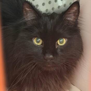 Spooky -  Domestic Long Hair Cat for Adoption in Denver, Colorado - Spooky | PetCurious