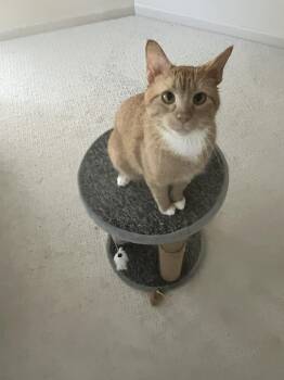 Cheeto COURTESY POST -  Domestic Short Hair Cat for Adoption in Farmington, Minnesota - Cheeto COURTESY POST | PetCurious