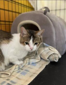 Ellis -  Domestic Short Hair Cat for Adoption in Chicago, Illinois - Ellis | PetCurious