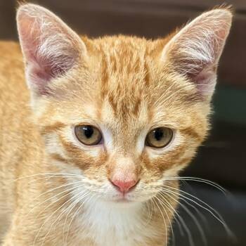 Alvin - Reduced Fee -  Domestic Short Hair Cat for Adoption in Jefferson, Wisconsin - Alvin - Reduced Fee | PetCurious