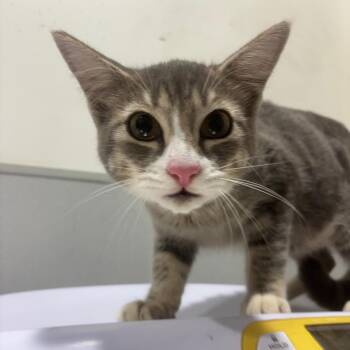 Tony -  Domestic Short Hair Cat for Adoption in Tampa, Florida - Tony | PetCurious