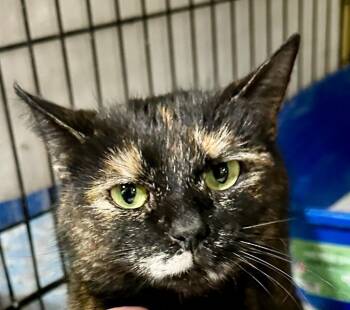 Domestic Short Hair Cats Available for Adoption in Rice Lake, Wisconsin - Miss Havisham | PetCurious