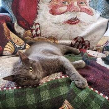 Rescue Domestic Short Hair Cats for Adoption in Benld, Illinois - Squirrel | PetCurious