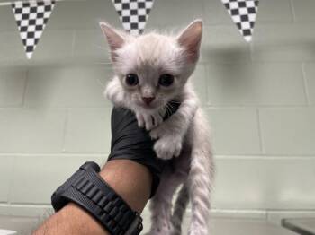 Domestic Short Hair Cats Available for Adoption - A1894456 | PetCurious