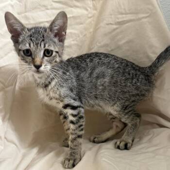 Peso -  Domestic Short Hair Cat for Adoption in Brea, California - Peso | PetCurious