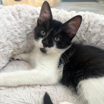 Rescue American Shorthair Cats for Adoption in Port Chester, New York - Sally And Zero | PetCurious