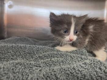 GARBANZO -  Domestic Short Hair Cat for Adoption - GARBANZO | PetCurious