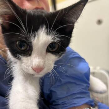 Phoenix -  Domestic Short Hair Cat for Adoption in Charlottesville, Virginia - Phoenix | PetCurious
