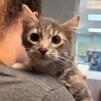 Jayfeather 7647 -  Domestic Medium Hair Cat for Adoption in Columbus, Georgia - Jayfeather 7647 | PetCurious
