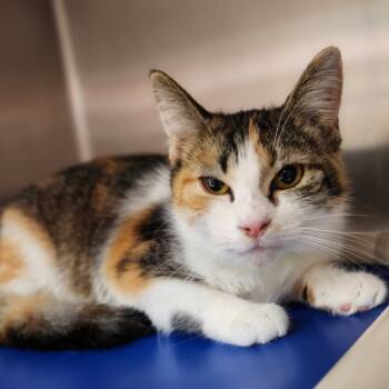 Rescue Domestic Short Hair Cats for Adoption in Fort Wayne, Indiana - Paris | PetCurious