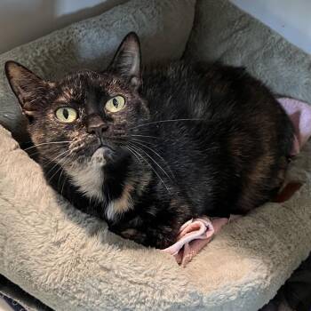 PHILOMENA -  Domestic Short Hair Cat for Adoption in Methuen, Massachusetts - PHILOMENA | PetCurious