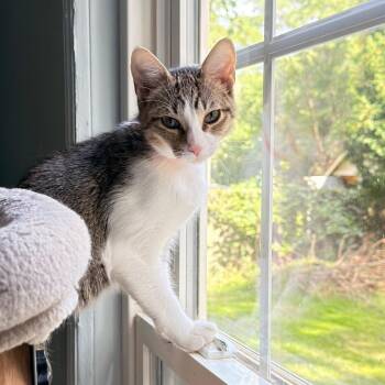 Sophia -  Domestic Short Hair Cat for Adoption in Richland, Michigan - Sophia | PetCurious