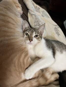 ChiChi -  Domestic Short Hair Cat for Adoption in Mount Airy, Maryland - ChiChi | PetCurious