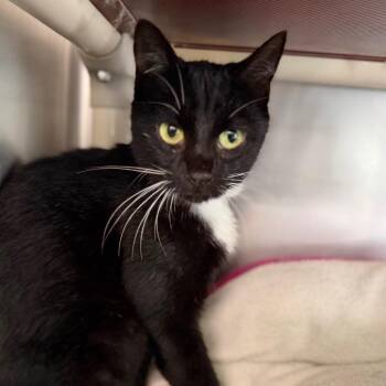 Dixie 5155 -  Domestic Short Hair Cat for Adoption in Hamilton, Georgia - Dixie 5155 | PetCurious