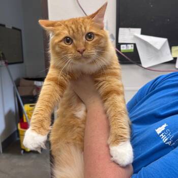 Domestic Long Hair Cats Available for Adoption in Columbiana, Alabama - Cinnamon Roll | PetCurious