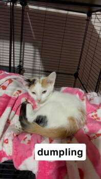 Dumpling -  Domestic Short Hair Cat for Adoption in Johnson City, Tennessee - Dumpling | PetCurious