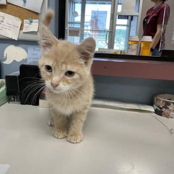 Domestic Short Hair Cats Available for Adoption in Saint Joseph, Missouri - Damian | PetCurious