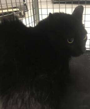 NOBU -  Domestic Short Hair Cat for Adoption in Conroe, Texas - NOBU | PetCurious