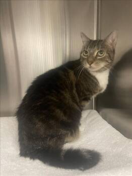 FRANCISCA -  Domestic Short Hair Cat for Adoption in Derwood, Maryland - FRANCISCA | PetCurious