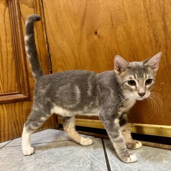Billy -  Domestic Short Hair Cat for Adoption in Edinburg, Texas - Billy | PetCurious