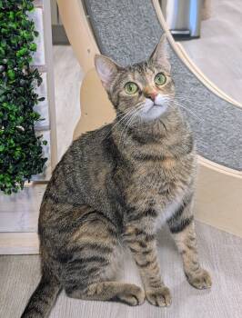 Domestic Short Hair Cats Available for Adoption - Roma  | PetCurious