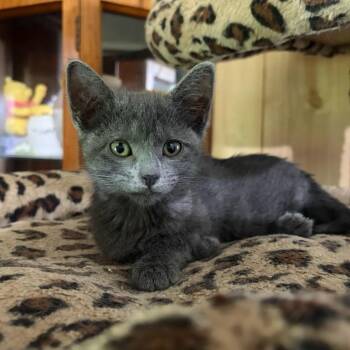 Arizona -  Domestic Short Hair Cat for Adoption in Bedford, New Hampshire - Arizona | PetCurious