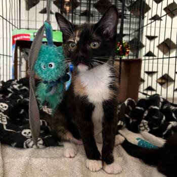 Domestic Short Hair and Calico Cats Available for Adoption in Phoenix, Arizona - Lara | PetCurious