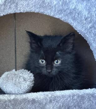 Ruby -  Domestic Medium Hair Cat for Adoption in Columbia, Illinois - Ruby | PetCurious