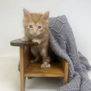 Finley-C -  Domestic Short Hair Cat for Adoption in East St. Louis, Illinois - Finley-C | PetCurious