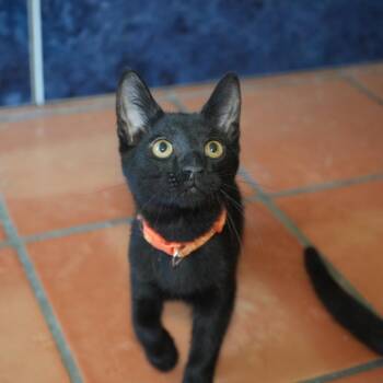 Hilda -  Domestic Short Hair Cat for Adoption in Coachella, California - Hilda | PetCurious