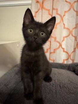Shells -  Domestic Short Hair Cat for Adoption in Edmond, Oklahoma - Shells | PetCurious