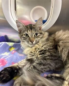 LANI -  Domestic Medium Hair Cat for Adoption in Fort Myers, Florida - LANI | PetCurious