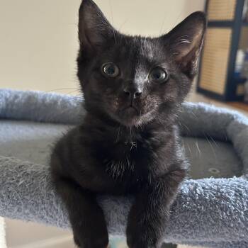 Reykjanes -  Domestic Short Hair Cat for Adoption in Alexandria, Virginia - Reykjanes | PetCurious