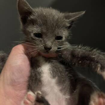 Emma Shaw -  Domestic Short Hair Cat for Adoption in Eagle Mountain, Utah - Emma Shaw | PetCurious