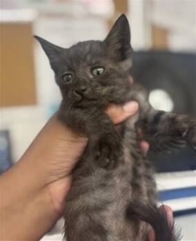 ANGEL -  Domestic Short Hair Cat for Adoption in San Bernardino, California - ANGEL | PetCurious