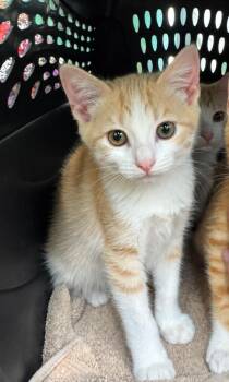 Soy Sauce 2 -  Domestic Short Hair Cat for Adoption in Fort Lupton, Colorado - Soy Sauce 2 | PetCurious