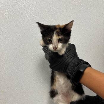 Ginger -  Domestic Short Hair Cat for Adoption in Abilene, Texas - Ginger | PetCurious