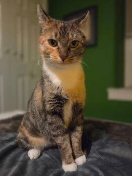 Ashley -  Domestic Short Hair Cat for Adoption in Harrison Township, New Jersey - Ashley | PetCurious