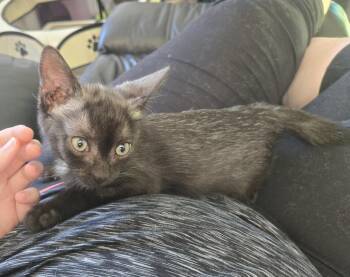 Yoshi -  Domestic Short Hair Cat for Adoption in Philadelphia, Pennsylvania - Yoshi | PetCurious