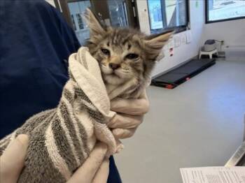 MISTY -  Domestic Medium Hair Cat for Adoption in Santa Fe, New Mexico - MISTY | PetCurious