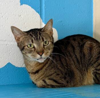 Julie -  Domestic Short Hair Cat for Adoption in Columbia, Illinois - Julie | PetCurious