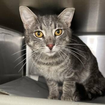 Domestic Short Hair Cats Available for Adoption in Palm Springs, California - Jojo | PetCurious
