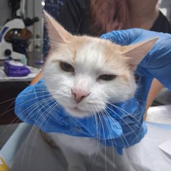 Bella -  Domestic Short Hair Cat for Adoption in Summerville, South Carolina - Bella | PetCurious