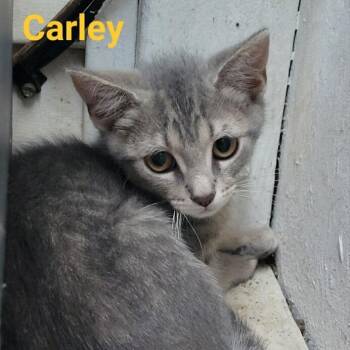 Carley -  Domestic Short Hair Cat for Adoption in Waldorf, Maryland - Carley | PetCurious